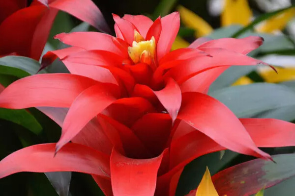 鴻運當(dāng)頭怎么澆水