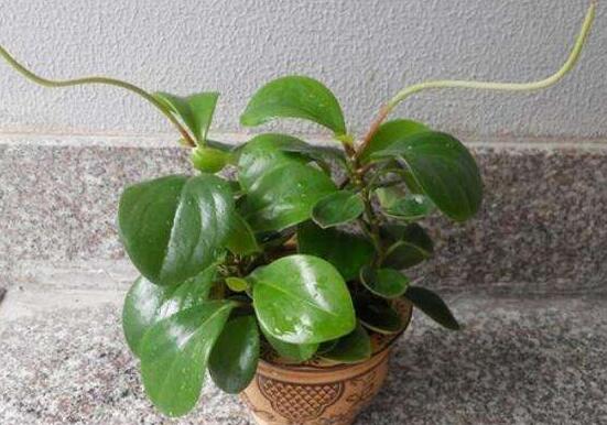 植物碧玉的風水作用，舒緩心靈、增強運勢