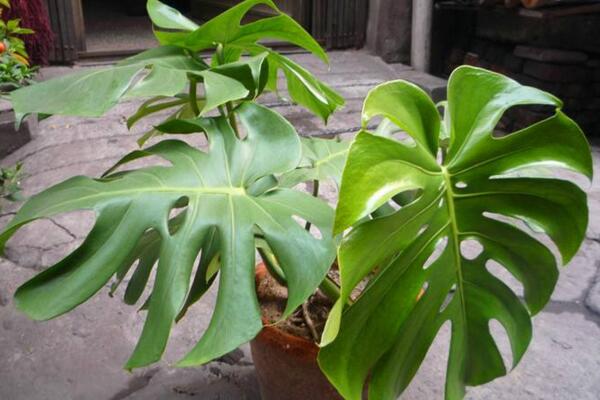 春羽和龜背竹哪個(gè)好，龜背竹的作用更加全面