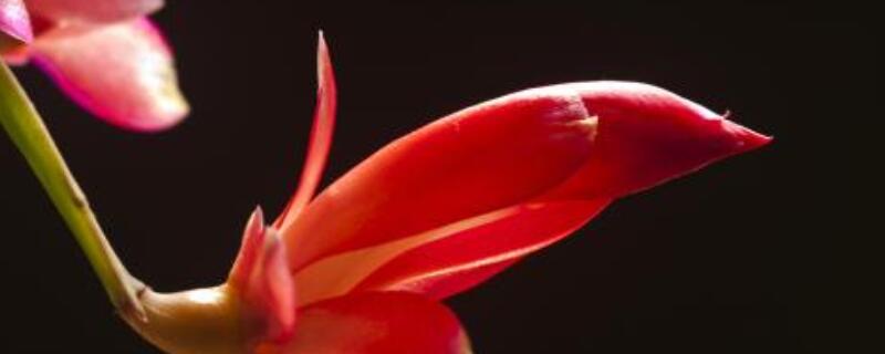 假曇花夏天怎么養(yǎng)護(hù)