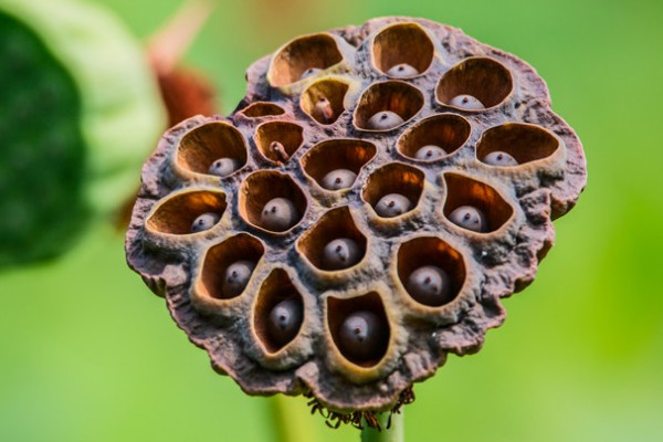 荷花會(huì)結(jié)果實(shí)嗎