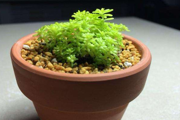 黃金草的養(yǎng)殖方法和注意事項