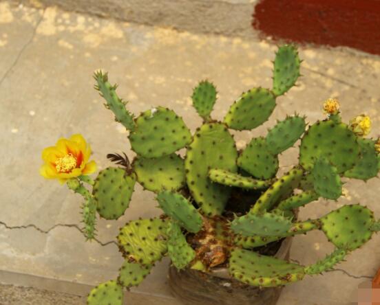 仙人掌沒根能活嗎，能活/傷口消毒晾干、重新移植上盆