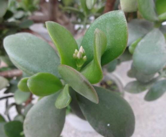 燕子掌炭疽病怎么辦，及時摘除病葉、噴灑藥物(合適溫度光照)