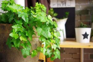 常春藤有哪些品種，常春藤品種圖片大全