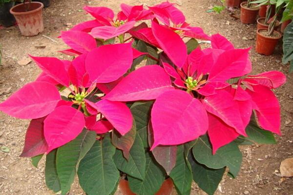 一品紅在室內(nèi)養(yǎng)好不好，不適合放在室內(nèi)（帶有毒性）