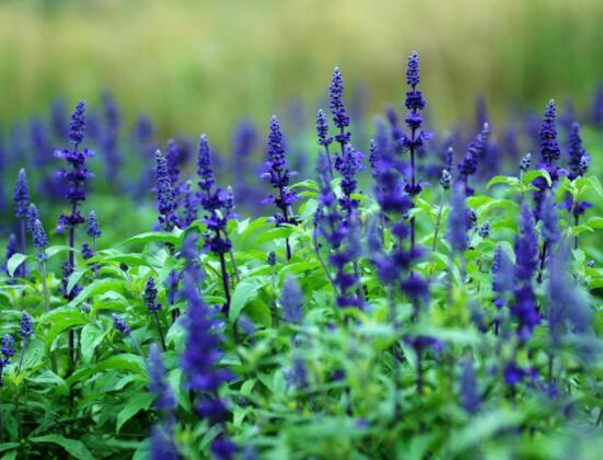 薰衣草花語和寓意，愛情的等待、堅定永恒的真愛