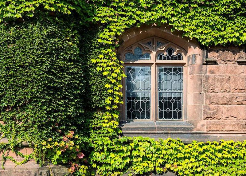 常春藤的作用，綠化環(huán)境凈化空氣