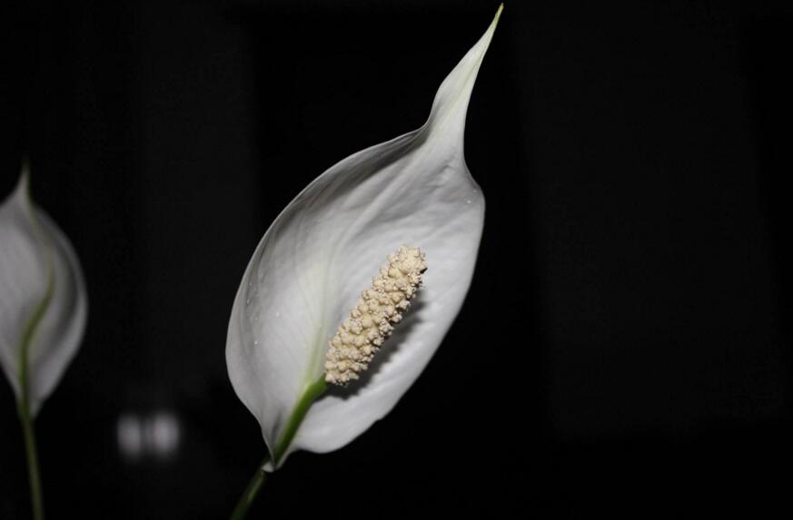 水培一帆風(fēng)順的養(yǎng)殖方法，水質(zhì)的要求最重要