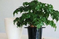 幸福樹耐寒嗎，最低溫度不低于5℃