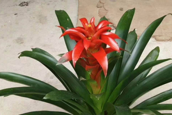 鴻運(yùn)當(dāng)頭冬天的養(yǎng)殖方法和注意事項(xiàng)