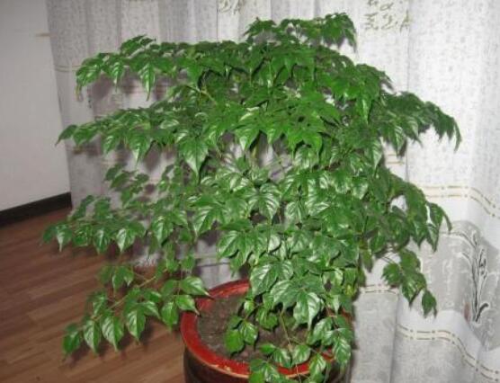 幸福樹葉子一碰就掉，教你四種原因以及解決方法