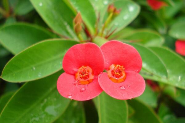 虎刺梅有毒嗎，全株有毒、汁液毒性較強