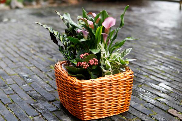 馬蹄蓮花怎么養(yǎng)，不容錯過的5大要點