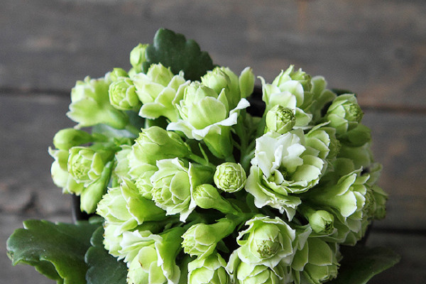 長(zhǎng)壽花主莖腐爛怎么辦