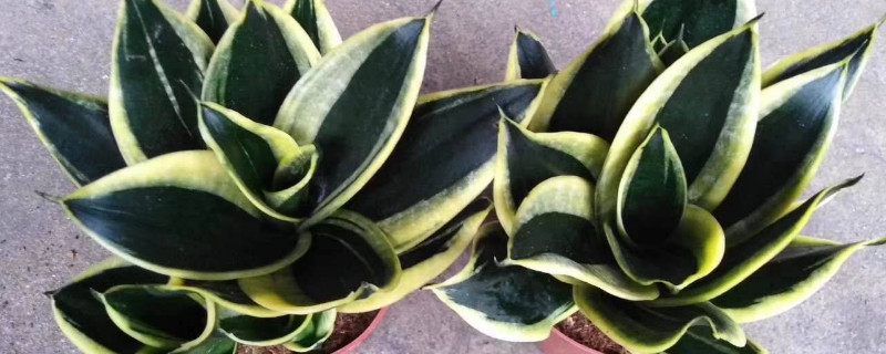 荷花蘭和虎皮蘭區(qū)別