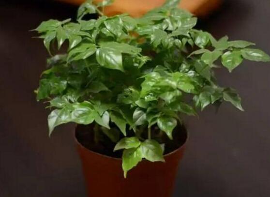 幸福樹放在哪里好風(fēng)水，盤點(diǎn)最佳四個(gè)好風(fēng)水位置(客廳/臥室/書房/陽臺(tái))