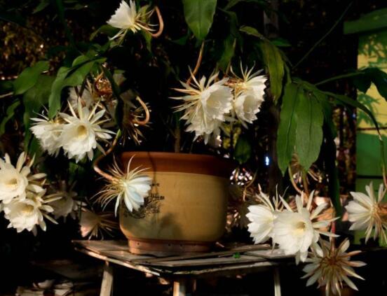 曇花怎么養(yǎng)，注意盆土是關(guān)鍵/肥水要合理