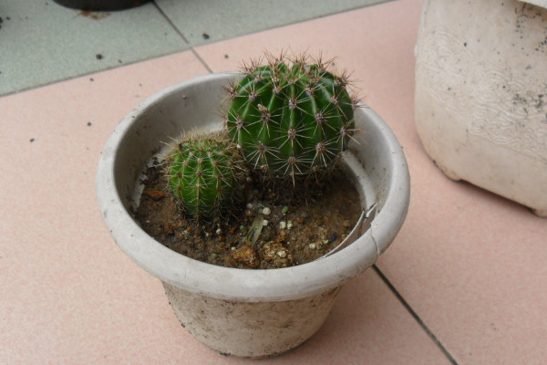 仙人球根部腐爛怎么辦，修剪處理后重新栽植