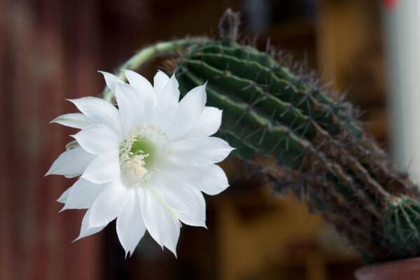 仙人掌花語象征與寓意，象征著堅(jiān)強(qiáng)、剛毅的愛情