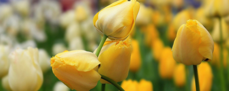 郁金香水培能長(zhǎng)出新的種子嗎