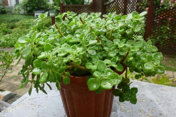 碰碰香徒長了怎么辦，適當(dāng)修剪并加強(qiáng)管理