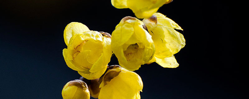 臘梅怎么水養(yǎng)