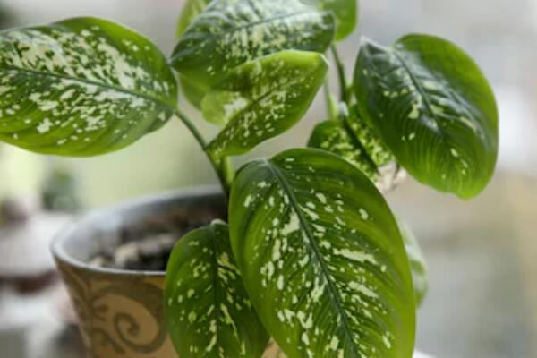 萬年青開花預(yù)兆什么，是一種吉祥的象征