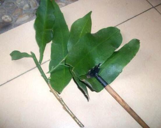 曇花扦插方法圖解，擇兩年生20-30厘米插蕙、扦插土壤深度1/3