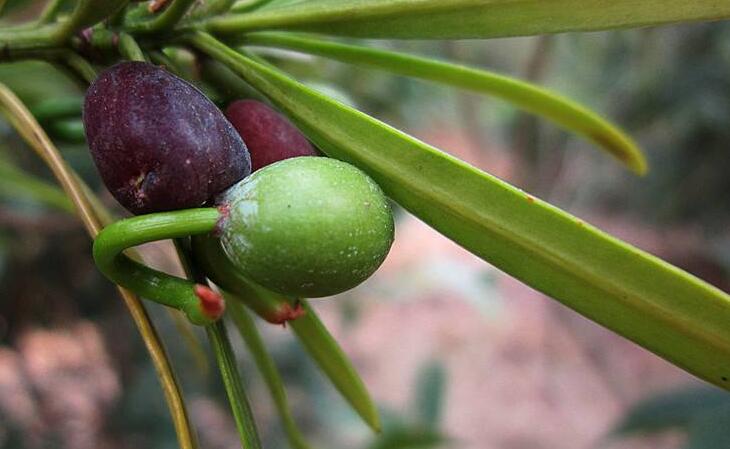 羅漢松果泡酒的方法，制作過程的4步驟
