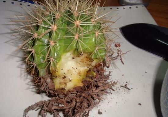 仙人掌爛根原因，仙人掌爛根怎么辦/重新栽培