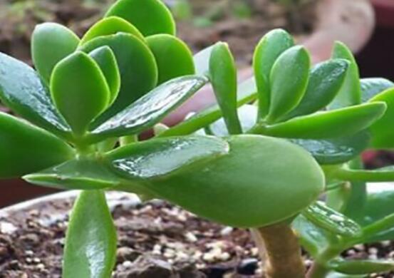 燕子掌能放在室內(nèi)養(yǎng)嗎，能/吸收有害氣體、釋放氧氣(身體健康)