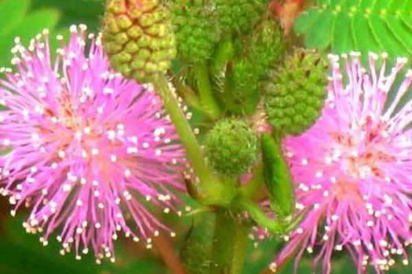 含羞草幼苗怎么養(yǎng)護