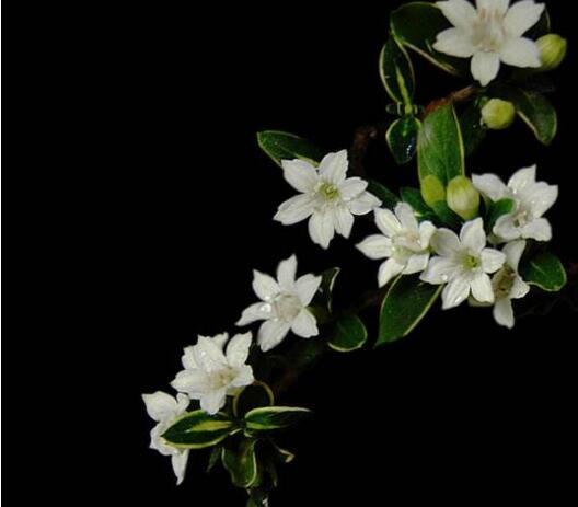 盆景六月雪的養(yǎng)護(hù)知識(shí)，土壤和環(huán)境都要適宜它的生長(zhǎng)