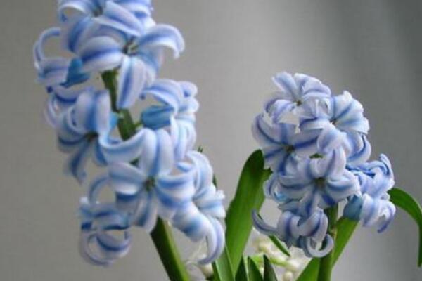 風(fēng)信子花謝了怎么處理，花謝了不要丟、保留種球來年還可以開花