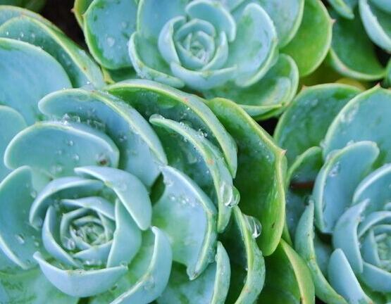 寶石花怎么澆水，不同季節(jié)不同澆水量(控水為主)