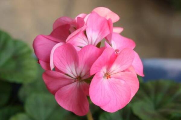 天竺葵長(zhǎng)高了怎么修剪