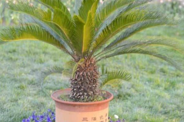 如何控制鐵樹(shù)新葉長(zhǎng)度