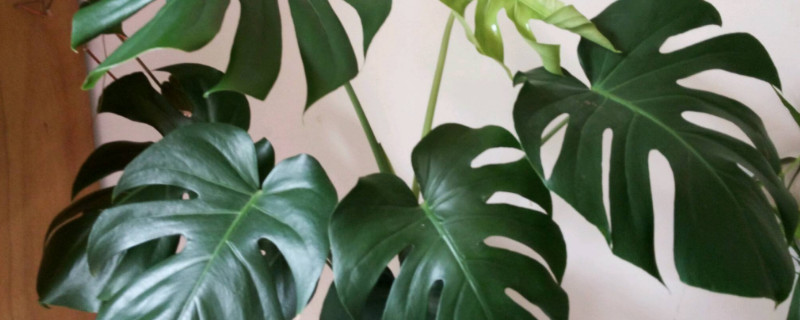 滴水觀音與龜背竹的區(qū)別