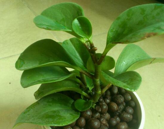 碧玉葉子發(fā)黃怎么辦，教你五步讓它重新恢復(fù)生機(jī)