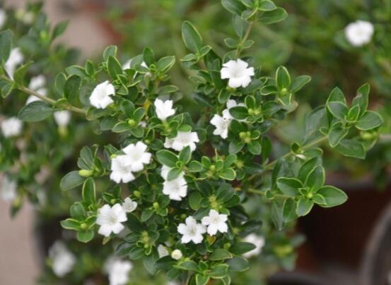 六月雪葉子軟了變黑怎么辦，教你兩種最直觀有效解決方法