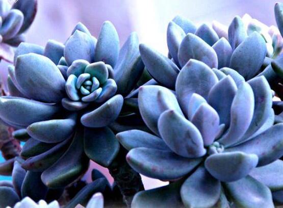 寶石花有哪些功效，美容養(yǎng)顏治便秘