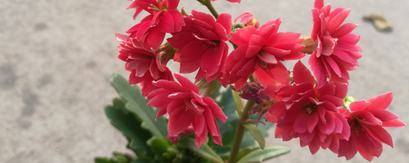 長壽花夏天空調(diào)室內(nèi)怎么養(yǎng)