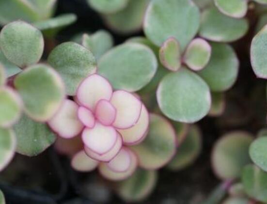 雅樂(lè)之舞怎么養(yǎng)能開花，只需要五個(gè)步驟花開爆盆