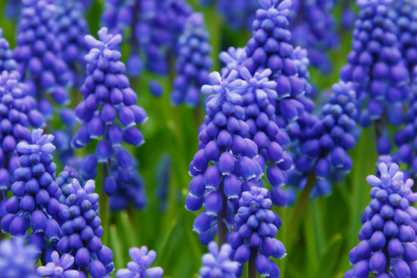 風(fēng)信子什么時候種植，9~10月份是最佳種植時間