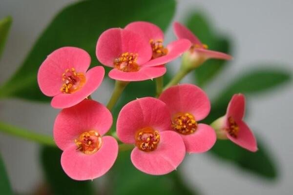 虎刺梅冬天怎么養(yǎng)，5個步驟可保證虎刺梅順利過冬