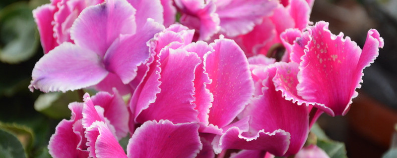 仙客來(lái)為什么養(yǎng)不活