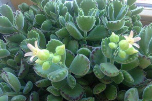 熊童子開花的寓意，生機(jī)勃勃與活力四射