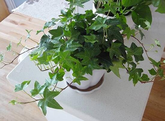 常春藤怎么養(yǎng)長得快，常春藤的養(yǎng)殖方法