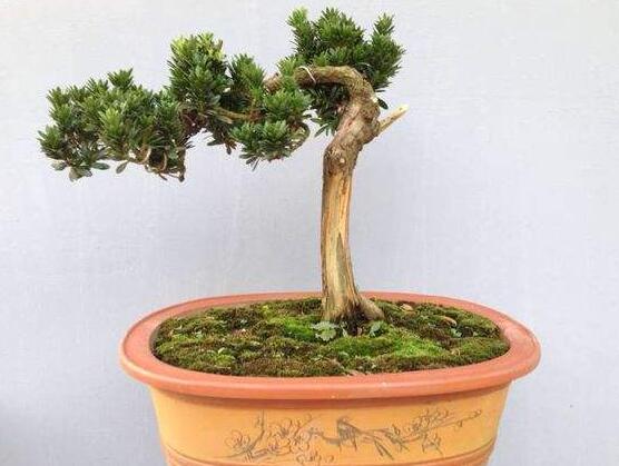 羅漢松盆景怎么養(yǎng)，老農(nóng)總結(jié)八大養(yǎng)殖方法